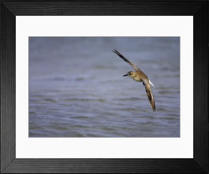 Framed Print : Grey Plover - in flight, Fort de Soto, florida, USA BI001967 Framed Print : Grey Plover - in flight, Fort de Soto, florida, USA BI001967