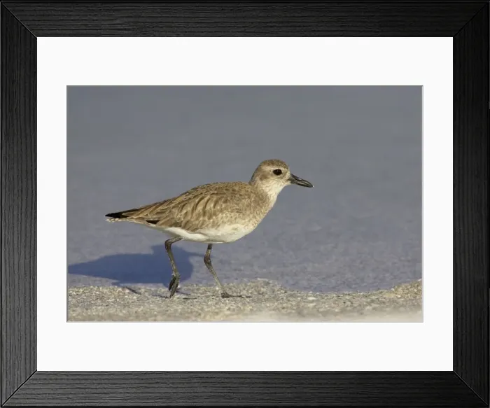 Framed Print : Grey Plover - running along edge of lagoon, Estero Lagoon, florida, USA BI001969 Framed Print : Grey Plover - running along edge of lagoon, Estero Lagoon, florida, USA BI001969