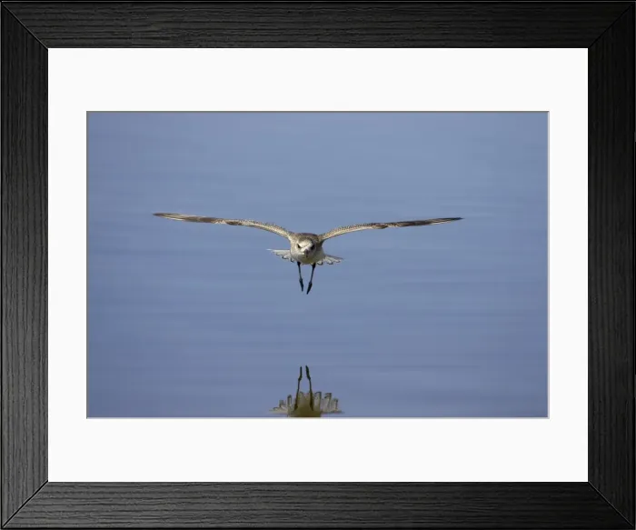 Framed Print : Grey Plover - in flight, Ding Darling NWR, florida, USA BI001980 Framed Print : Grey Plover - in flight, Ding Darling NWR, florida, USA BI001980