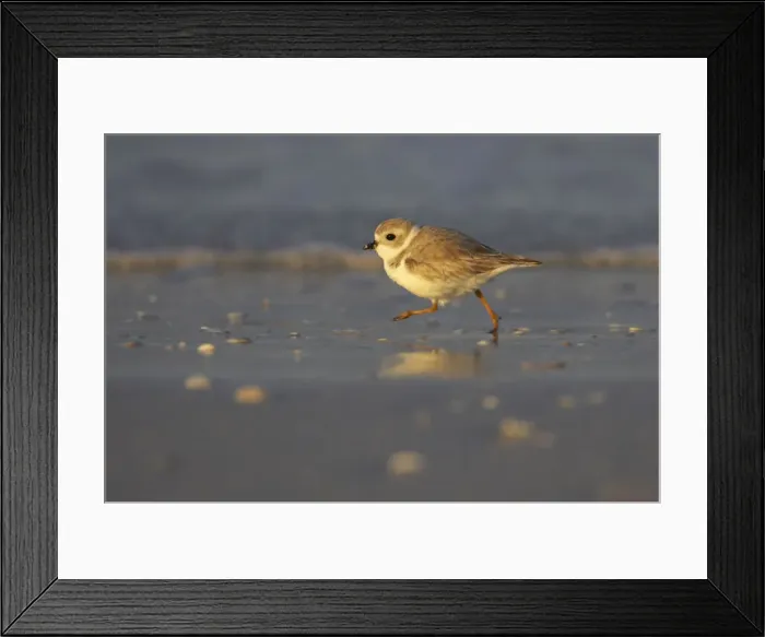 Framed Print : Piping Plover - running across mudflats, Fort de Soto, florida, USA BI001991