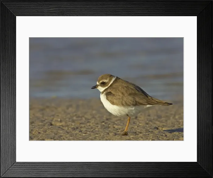 Framed Print : Semipalmated Plover - Marco Island, florida, USA BI001993 Framed Print : Semipalmated Plover - Marco Island, florida, USA BI001993