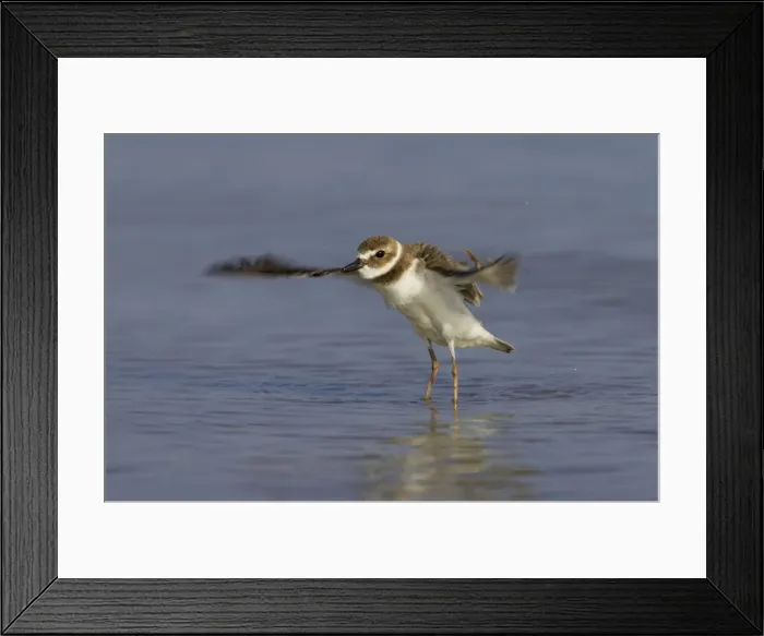 Framed Print : Wilson's Plover - wing flapping after washing, Fort de Soto, florida, USA BI002001 Framed Print : Wilson's Plover - wing flapping after washing, Fort de Soto, florida, USA BI002001