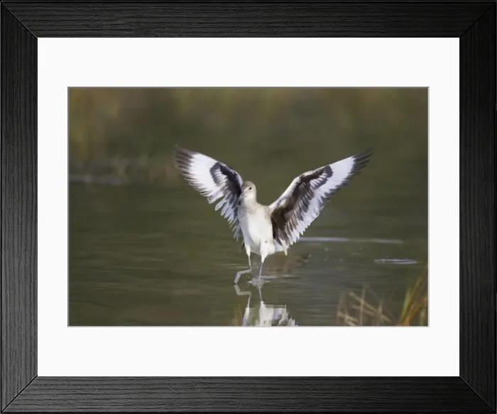 Framed Print : Willet - landing, Estero Lagoon, florida, USA BI002103 Framed Print : Willet - landing, Estero Lagoon, florida, USA BI002103