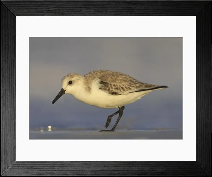 Framed Print : Sanderling - feeding along shoreline, Fort Myers Beach, florida, USA BI002013 Framed Print : Sanderling - feeding along shoreline, Fort Myers Beach, florida, USA BI002013