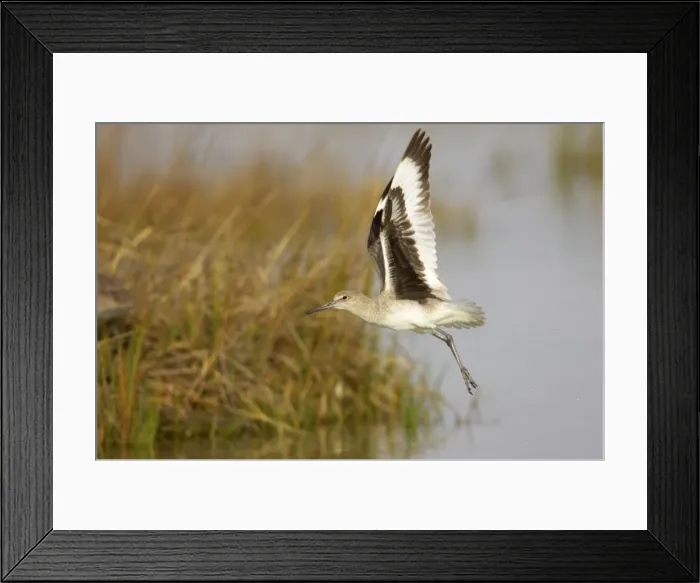 Framed Print : Willet - taking off from lagoon, Fort de Soto, florida, USA BI002107 Framed Print : Willet - taking off from lagoon, Fort de Soto, florida, USA BI002107