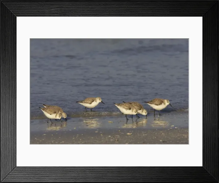 Framed Print : Sanderling - flock feeding along shoreline, Fort de Soto, florida, USA BI002045 Framed Print : Sanderling - flock feeding along shoreline, Fort de Soto, florida, USA BI002045