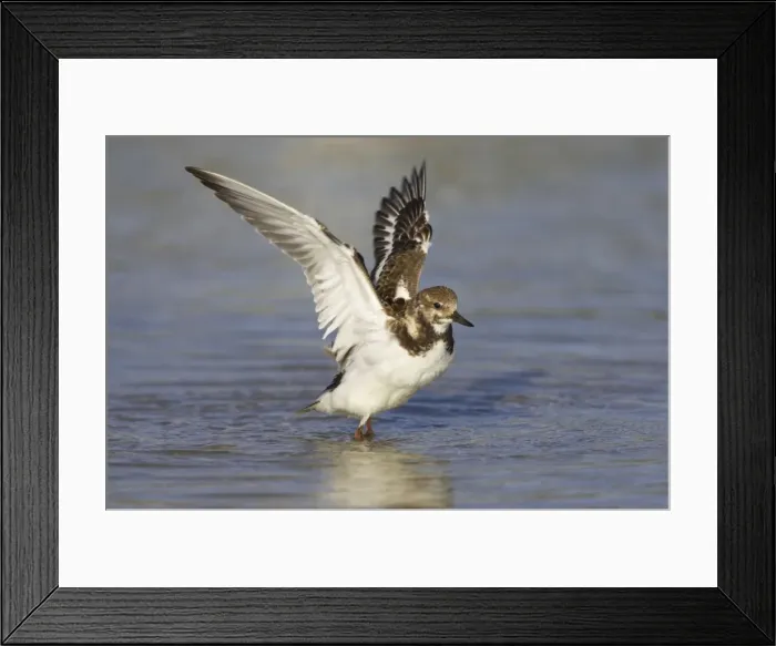 Framed Print : Ruddy Turnstone - wing flap after washing, Estero Lagoon, florida, USA BI002067 Framed Print : Ruddy Turnstone - wing flap after washing, Estero Lagoon, florida, USA BI002067