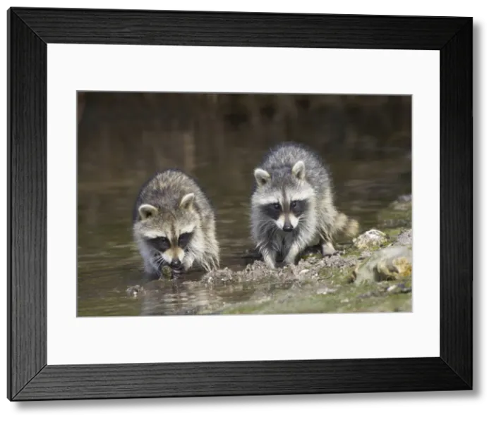 Framed Print : Young Racoons - crabbing in mangrove swamp, Ding Darling NWR, florida, USA MA000021 Framed Print : Young Racoons - crabbing in mangrove swamp, Ding Darling NWR, florida, USA MA000021