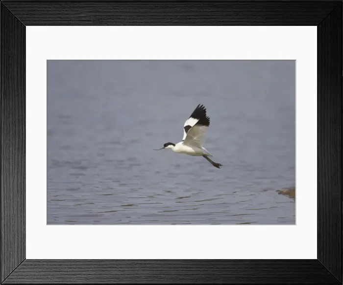 Framed Print : Avocet - in flight, Minsmere, Suffolk, UK BI003004 Framed Print : Avocet - in flight, Minsmere, Suffolk, UK BI003004