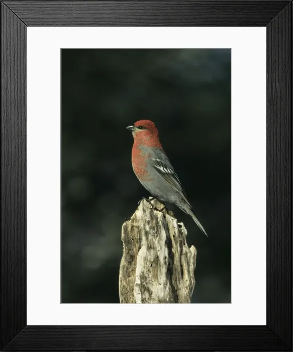 Framed Print : Pine Grosbeak Montana, USA BI006846 Framed Print : Pine Grosbeak Montana, USA BI006846