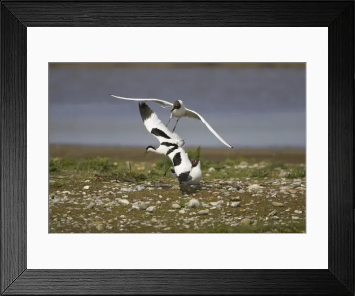 Framed Print : Avocet - defending territory against Black Headed Gulls (Larus ridibundus) Minsmere, Suffolk, UK BI003013 Framed Print : Avocet - defending territory against Black Headed Gulls (Larus ridibundus) Minsmere, Suffolk, UK BI003013