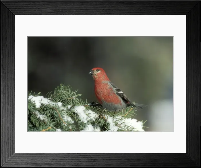 Framed Print : Pine Grosbeak On snow covered pine, Montana, USA Framed Print : Pine Grosbeak On snow covered pine, Montana, USA