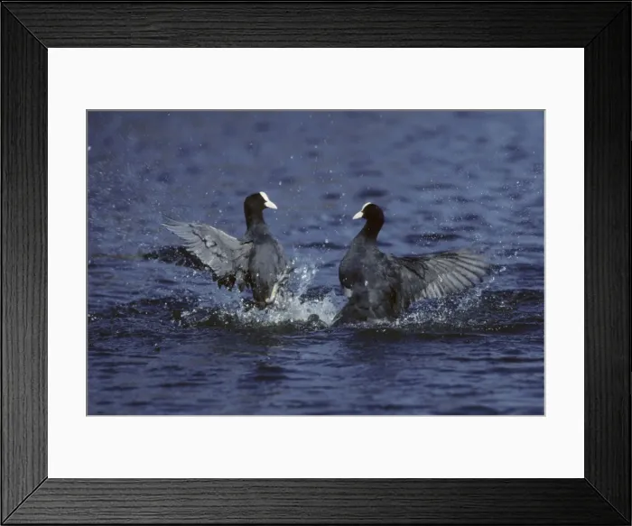 Framed Print : Coot - fighting Norfolk, UK BI002239 Framed Print : Coot - fighting Norfolk, UK BI002239