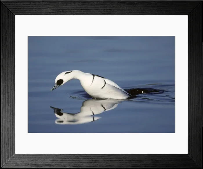 Framed Print : Smew - diving for food Norfolk, UK BI002294 Framed Print : Smew - diving for food Norfolk, UK BI002294