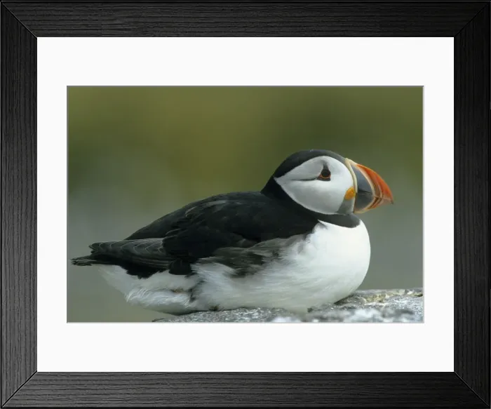Framed Print : Puffin Farne Islands UK BI004325