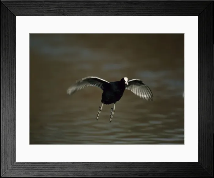 Framed Print : Coot - flying across water Slimbridge, Gloucester, UK BI004452 Framed Print : Coot - flying across water Slimbridge, Gloucester, UK BI004452