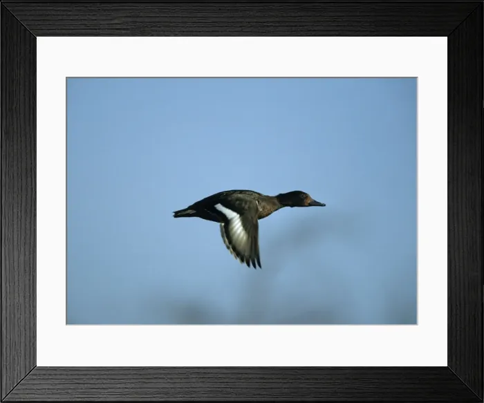 Framed Print : Ferruginous Duck - In Flight Norfolk, UK BI004649 Framed Print : Ferruginous Duck - In Flight Norfolk, UK BI004649