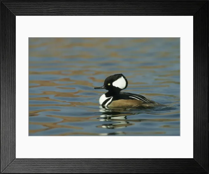 Framed Print : Hooded Merganser Pensthorpe, Norfolk, UK BI004687 Framed Print : Hooded Merganser Pensthorpe, Norfolk, UK BI004687