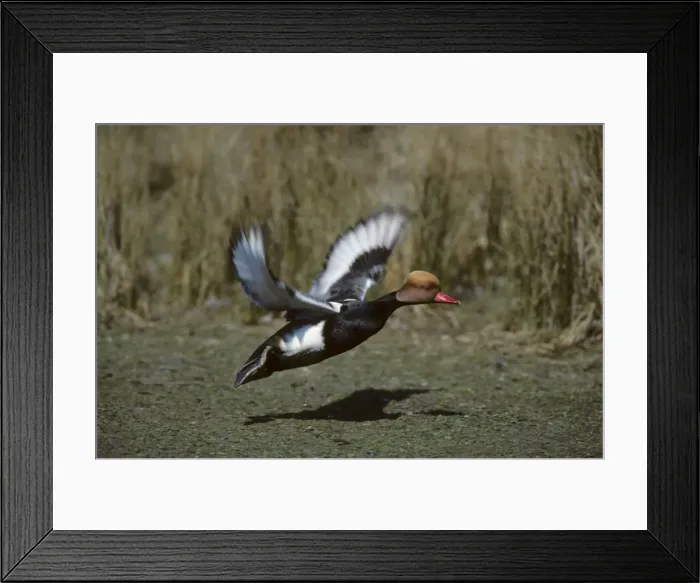 Framed Print : Red-Crested Pochard - Taking off Norfolk, UK BI004701 Framed Print : Red-Crested Pochard - Taking off Norfolk, UK BI004701