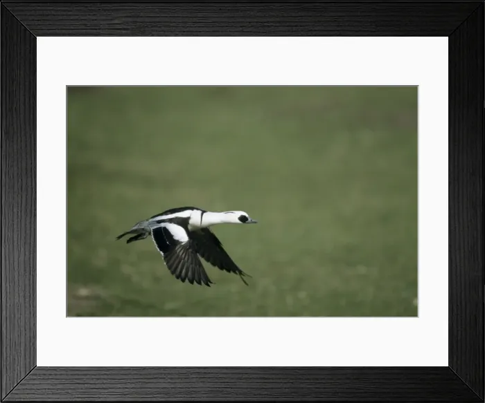 Framed Print : Smew - in flight Norfolk, UK BI004769 Framed Print : Smew - in flight Norfolk, UK BI004769