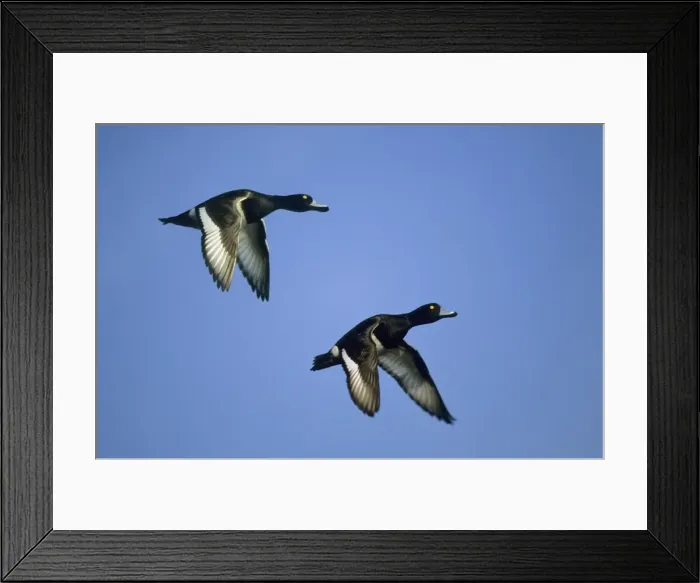 Framed Print : Tufted Duck - in flight Norfolk, UK BI004788 Framed Print : Tufted Duck - in flight Norfolk, UK BI004788