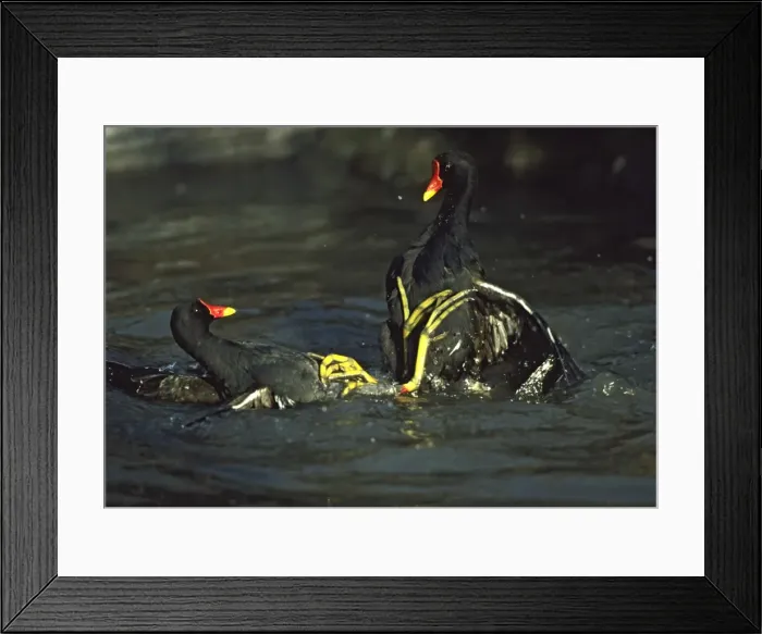 Framed Print : Moorhen or Common Gallinule - fighting Slimbridge Gloucester, UK BI004897 Framed Print : Moorhen or Common Gallinule - fighting Slimbridge Gloucester, UK BI004897