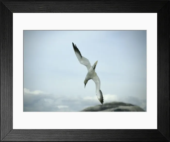 Framed Print : Northern Gannet - diving for fish North Sea, UK BI004925 Framed Print : Northern Gannet - diving for fish North Sea, UK BI004925