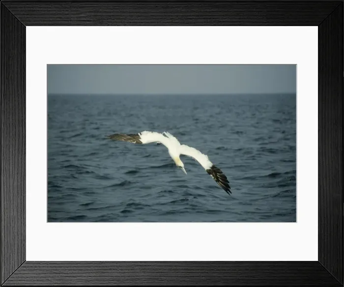 Framed Print : Gannet - diving for fish North Sea, UK BI004926 Framed Print : Gannet - diving for fish North Sea, UK BI004926