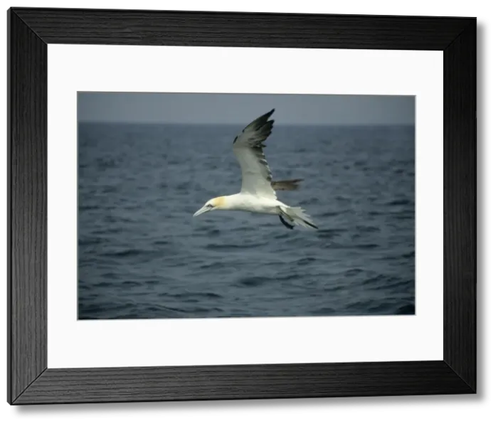 Framed Print : Gannet - in flight over Sea North Sea, UK BI004940 Framed Print : Gannet - in flight over Sea North Sea, UK BI004940