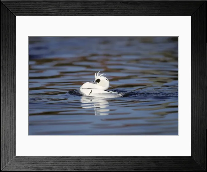 Framed Print : Smew - drake displaying Norfolk, UK BI005057 Framed Print : Smew - drake displaying Norfolk, UK BI005057