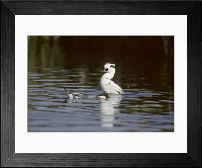 Framed Print : Smew - drake displaying to female Norfolk, UK BI005061 Framed Print : Smew - drake displaying to female Norfolk, UK BI005061