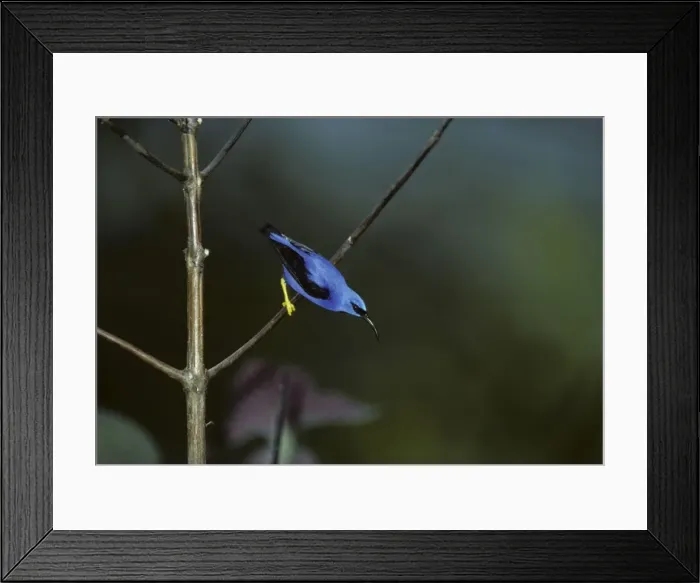 Framed Print : Purple Honeycreeper - Male Asa Wright Centre Trinidad BI005696 Framed Print : Purple Honeycreeper - Male Asa Wright Centre Trinidad BI005696
