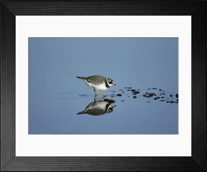 Framed Print : Ringed Plover Snettisham RSPB Reserve, Norfolk, UK BI006532 Framed Print : Ringed Plover Snettisham RSPB Reserve, Norfolk, UK BI006532