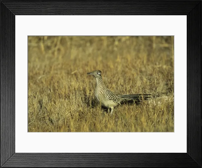 Framed Print : Roadrunner Bosque del Apache NWR New Mexico, USA BI004626 Framed Print : Roadrunner Bosque del Apache NWR New Mexico, USA BI004626