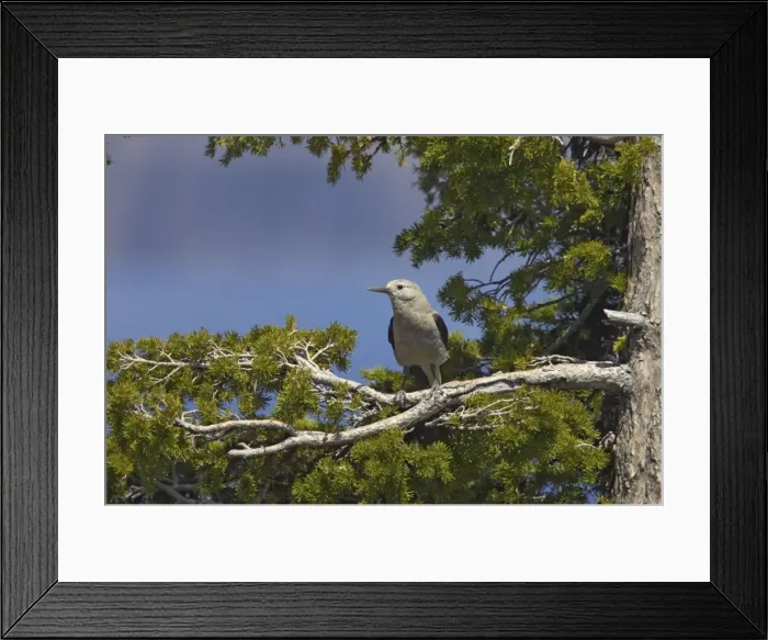 Framed Print : Clark's Nutcracker Crater Lake National Park, Oregon, USA BI003489