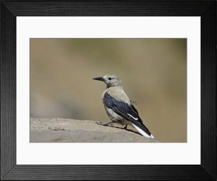 Framed Print : Clark's Nutcracker Crater Lake National Park Oregon, USA BI003487 Framed Print : Clark's Nutcracker Crater Lake National Park Oregon, USA BI003487