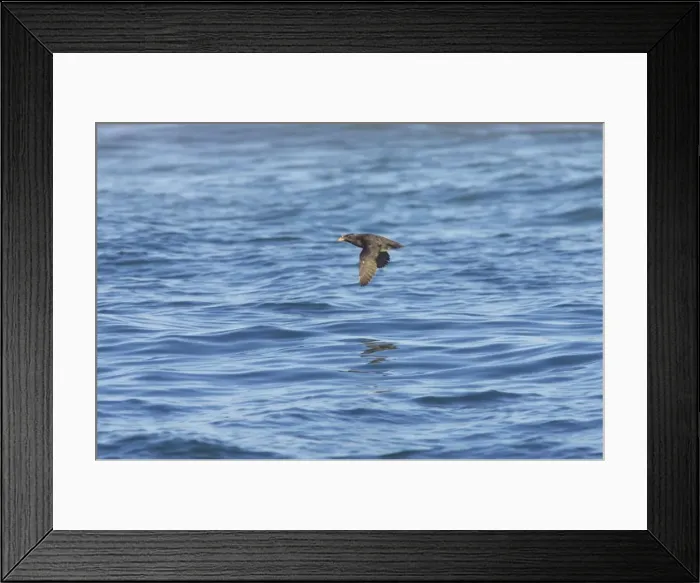 Framed Print : Rhinocerous Auklet - In flight Strait of Juan de Fuca, Washington State, USA BI003471 Framed Print : Rhinocerous Auklet - In flight Strait of Juan de Fuca, Washington State, USA BI003471