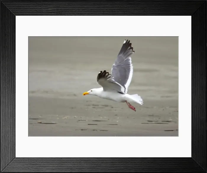 Framed Print : Western Gull - In flight Oregon Coast, USA BI003444 Framed Print : Western Gull - In flight Oregon Coast, USA BI003444