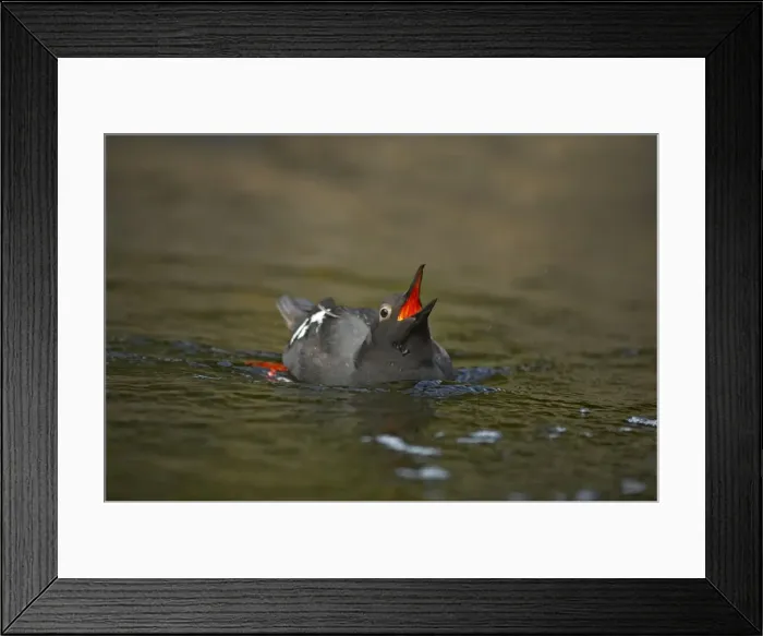 Framed Print : Pigeon Gulliemot - Displaying Oregon Coast, USA BI003264 Framed Print : Pigeon Gulliemot - Displaying Oregon Coast, USA BI003264