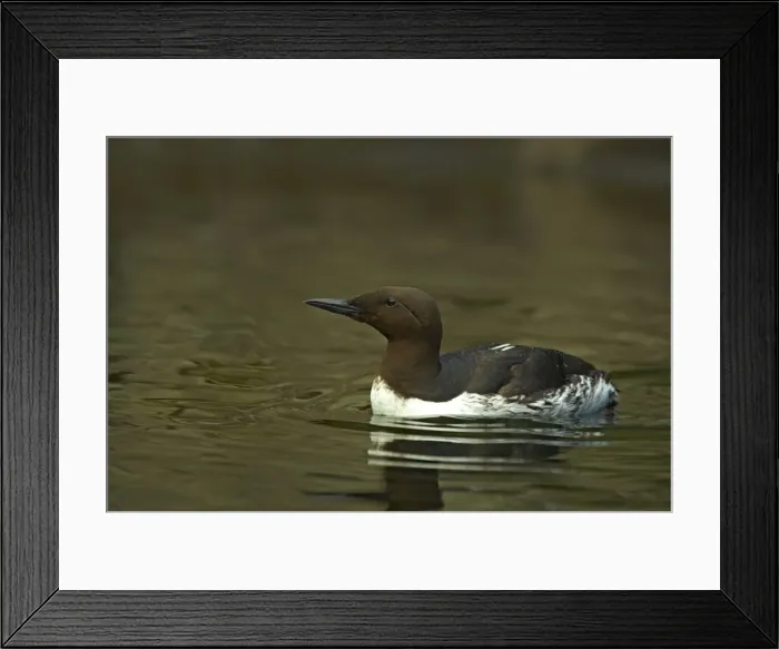 Framed Print : Common Guillemot (Common Murre in USA) Oregon Coast, USA BI003261
