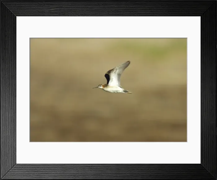 Framed Print : Wilson's Phalarope in flight Klamath NWR, Oregon, USA BI003469 Framed Print : Wilson's Phalarope in flight Klamath NWR, Oregon, USA BI003469