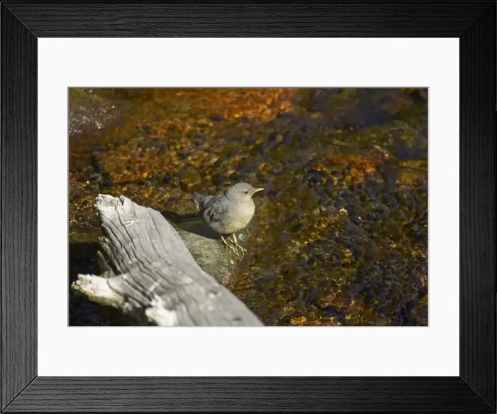 Framed Print : American Dipper Mount Rainier National Park, Washington State, USA BI003503 Framed Print : American Dipper Mount Rainier National Park, Washington State, USA BI003503
