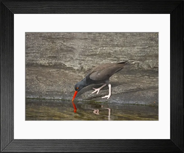 Framed Print : American Black Oystercatcher - Foraging along rocky coast Oregon Coast, USA BI003474