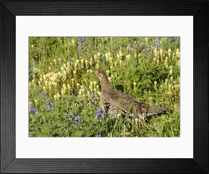 Framed Print : White tailed Ptarmigan - female in subalpine flower meadow Paradise Mount Rainier National Park, Washington State, USA BI003377 Framed Print : White tailed Ptarmigan - female in subalpine flower meadow Paradise Mount Rainier National Park, Washington State, USA BI003377