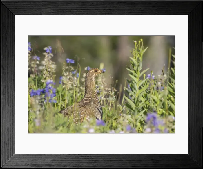 Framed Print : White tailed Ptarmigan - female in subalpine flower meadow Paradise Mount Rainier National Park, Washington State, USA BI003366 Framed Print : White tailed Ptarmigan - female in subalpine flower meadow Paradise Mount Rainier National Park, Washington State, USA BI003366