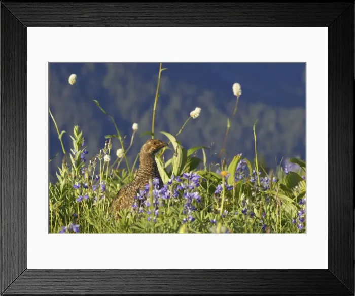 Framed Print : White tailed Ptarmigan - female in subalpine flower meadow Paradise Mount Rainier National Park, Washington State, USA BI003360 Framed Print : White tailed Ptarmigan - female in subalpine flower meadow Paradise Mount Rainier National Park, Washington State, USA BI003360