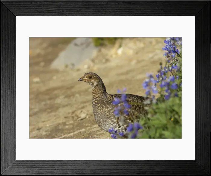 Framed Print : White tailed Ptarmigan - female in subalpine flower meadow Paradise Mount Rainier National Park, Washington State, USA BI003382 Framed Print : White tailed Ptarmigan - female in subalpine flower meadow Paradise Mount Rainier National Park, Washington State, USA BI003382