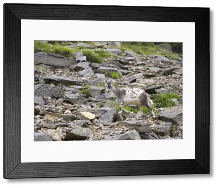 Framed Print : Wild Goats of Lynton - Valley of the Rocks, Lynton, Exmoor National Park, Devon, UK MA000062 Framed Print : Wild Goats of Lynton - Valley of the Rocks, Lynton, Exmoor National Park, Devon, UK MA000062