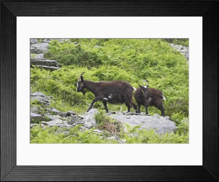 Framed Print : Wild Goats of Lynton Valley of the Rocks, Lynton, Exmoor National Park, Devon, UK MA000052