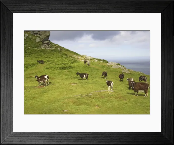 Framed Print : Wild Goats of Lynton Valley of the Rocks, Lynton, Exmoor National Park, Devon, UK MA000085 Framed Print : Wild Goats of Lynton Valley of the Rocks, Lynton, Exmoor National Park, Devon, UK MA000085